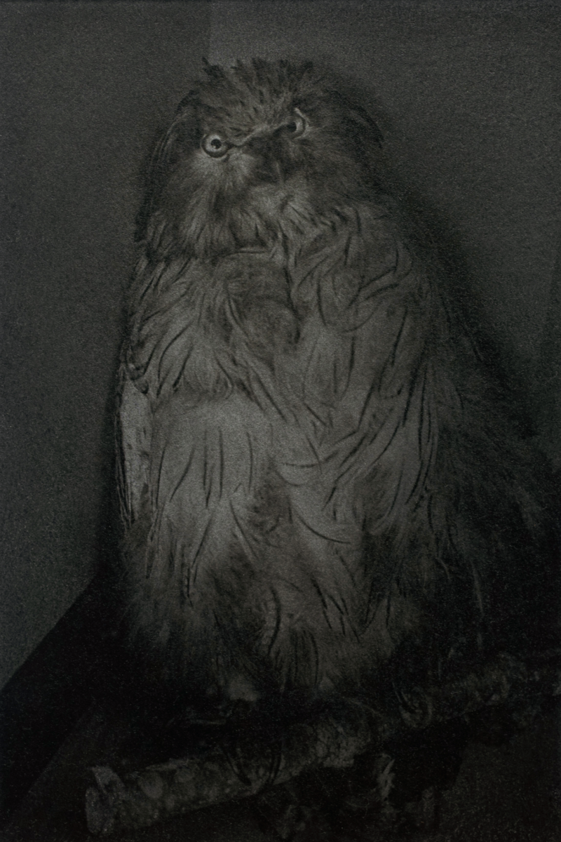 Owl