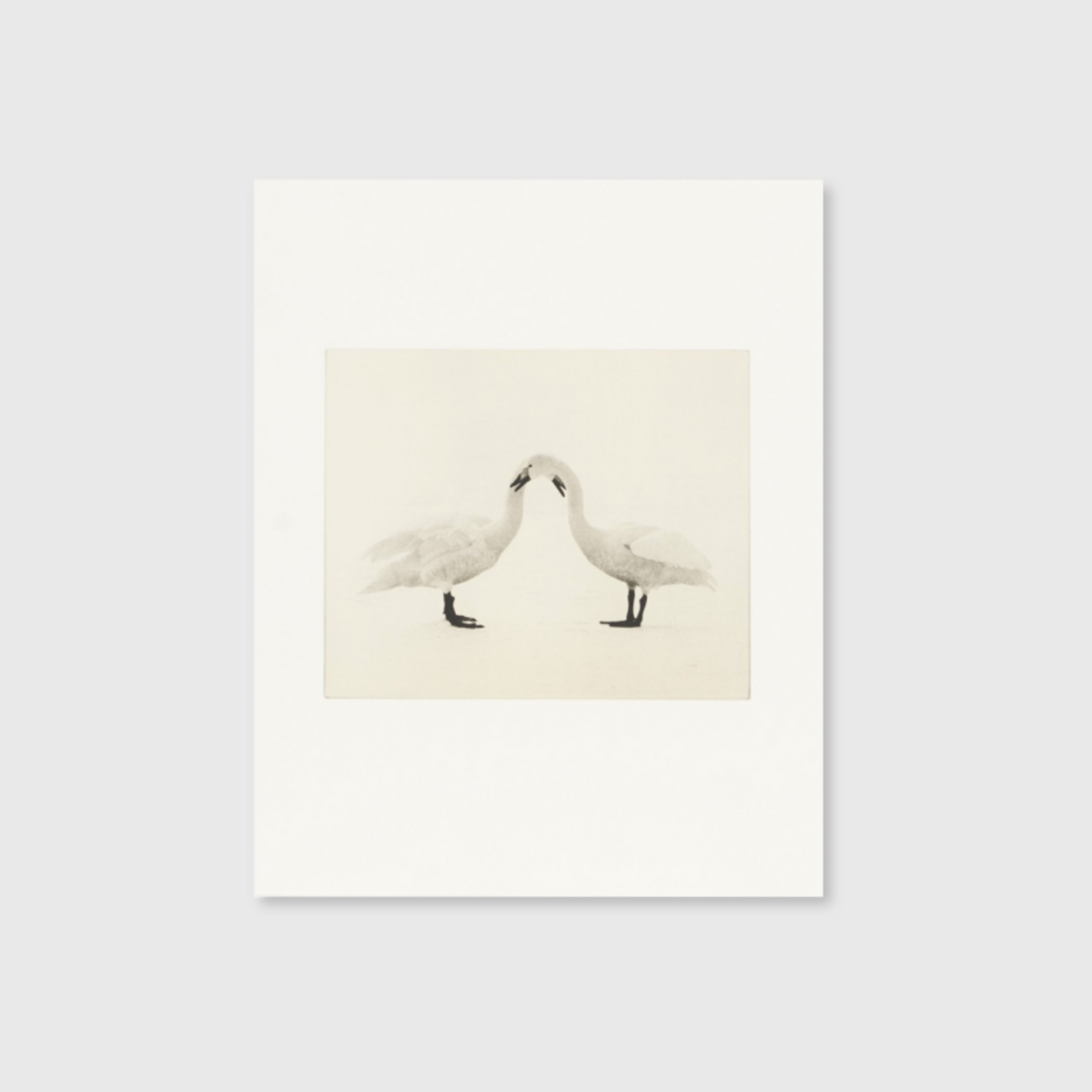 Birds 2