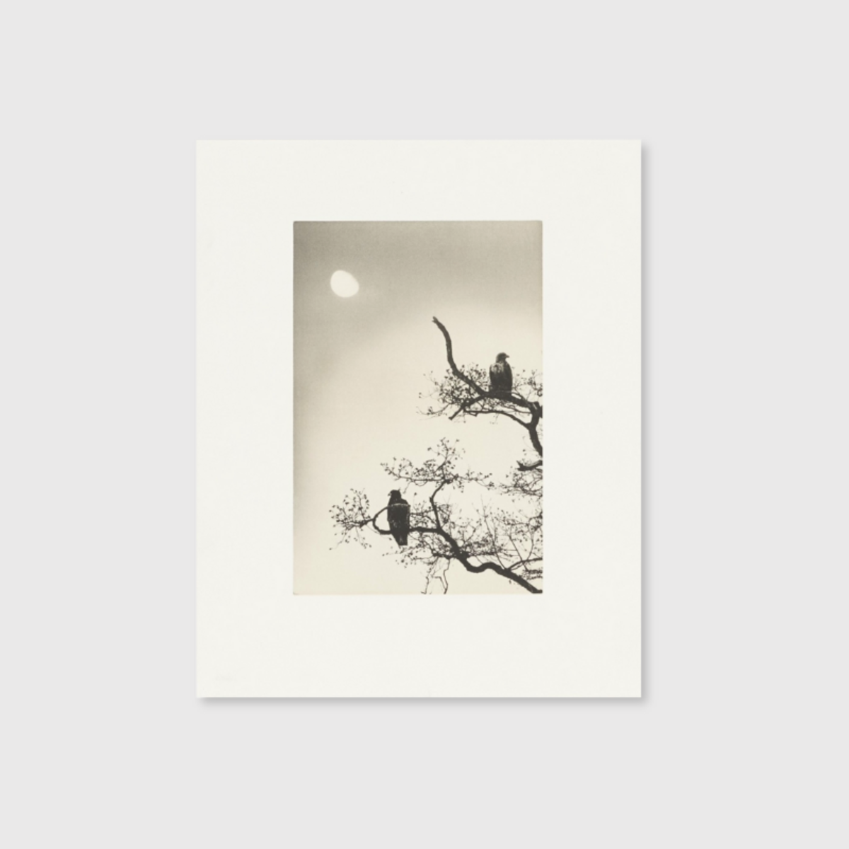 Birds 2