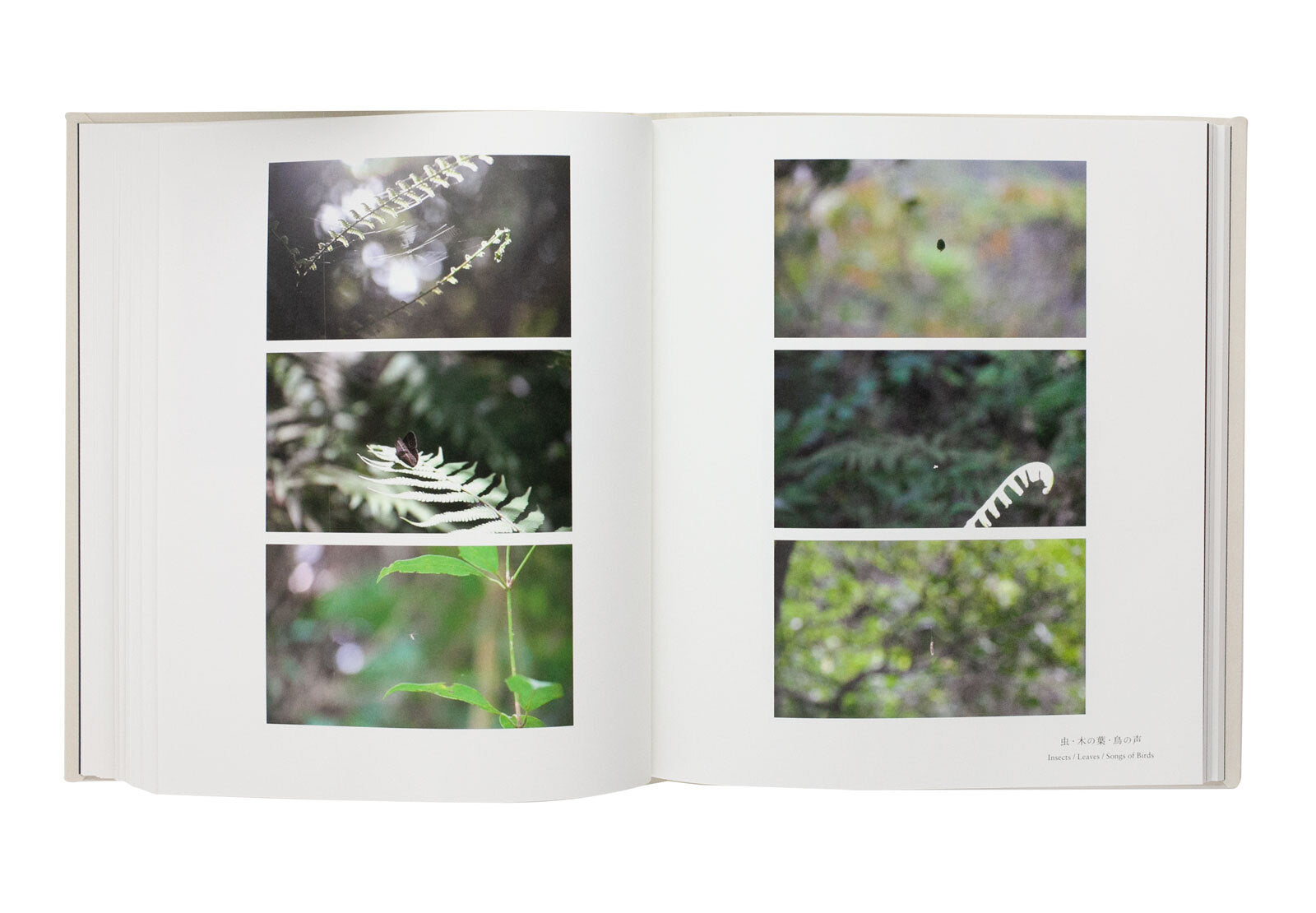 Rika Noguchi - Small Miracles
