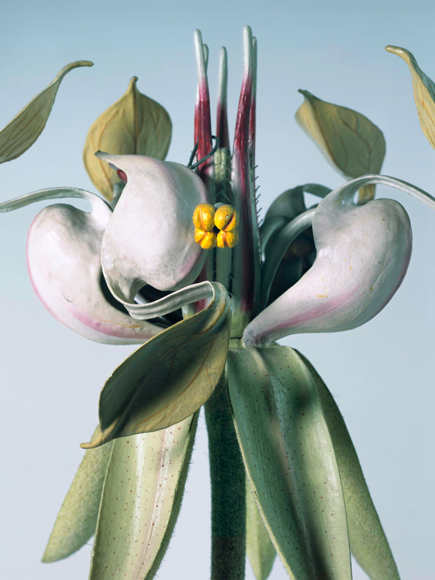Beata Nowak & Michel Poivert - Flower Power