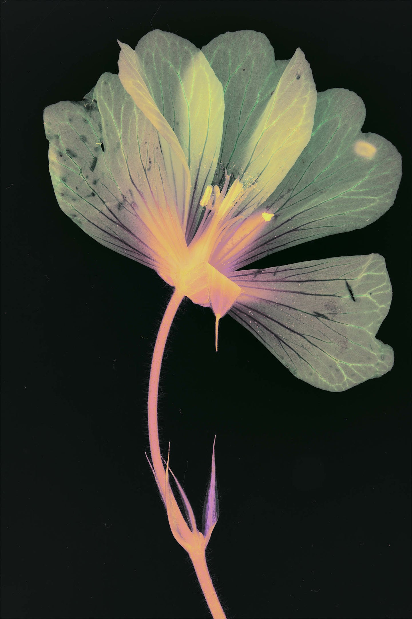 Beata Nowak & Michel Poivert - Flower Power
