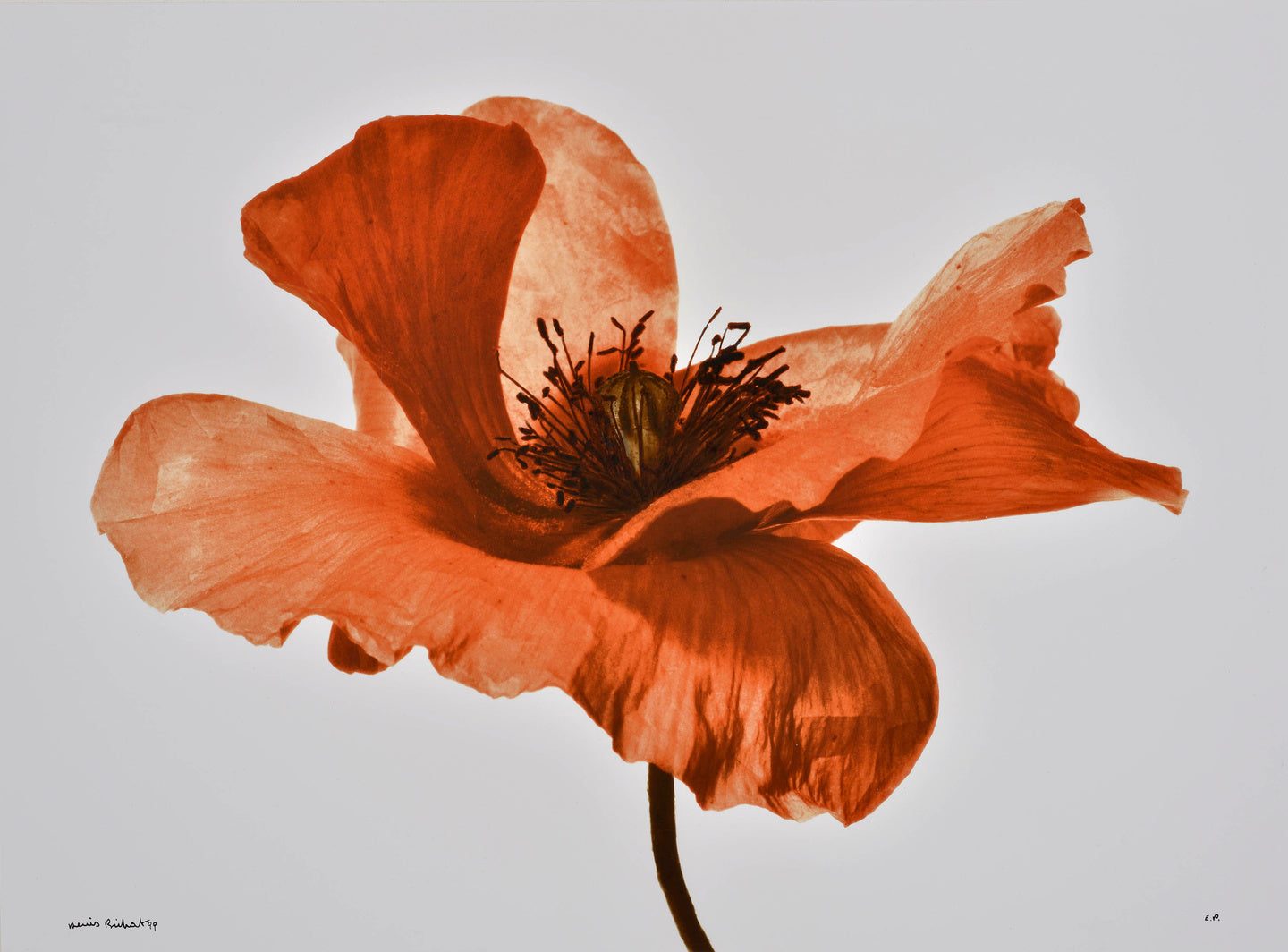 Beata Nowak & Michel Poivert - Flower Power