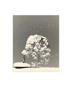 Masao Yamamoto - Bonsai Microcosm Macrocosm