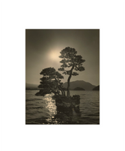 Load image into Gallery viewer, Masao Yamamoto - Bonsai Microcosm Macrocosm