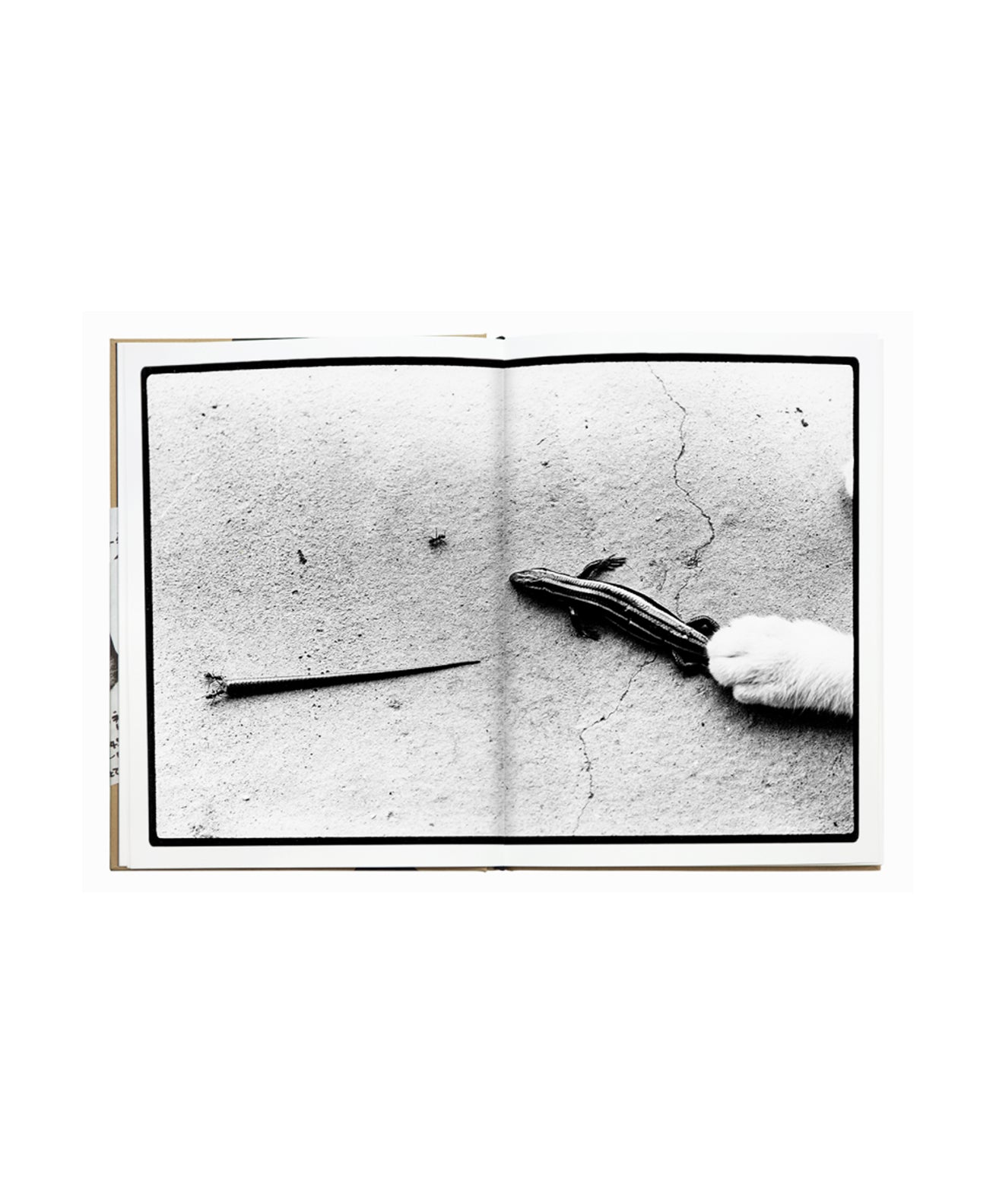 Masahisa Fukase - Sasuke