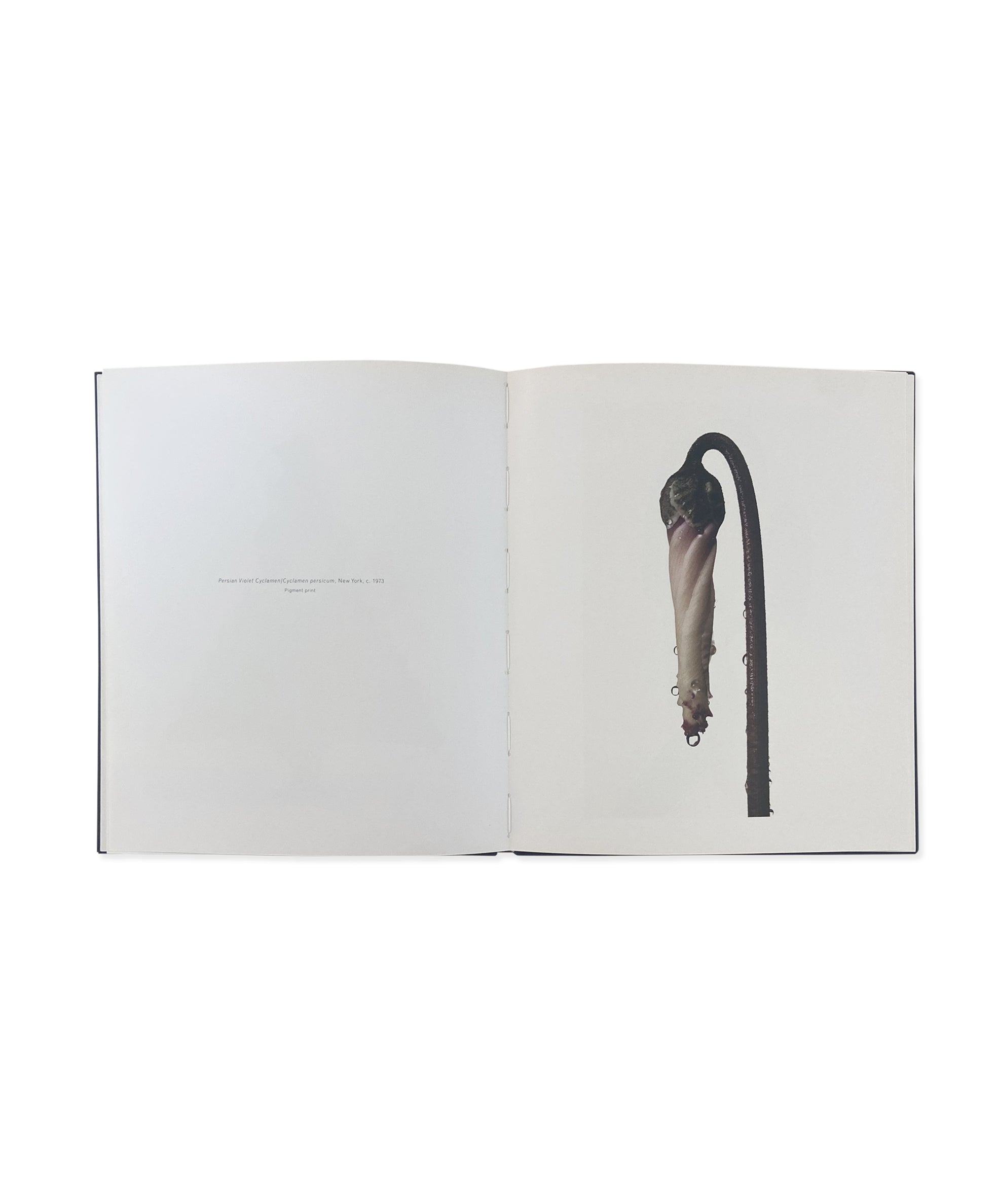 IRVING PENN & ISSEY MIYAKE – Galerie Écho