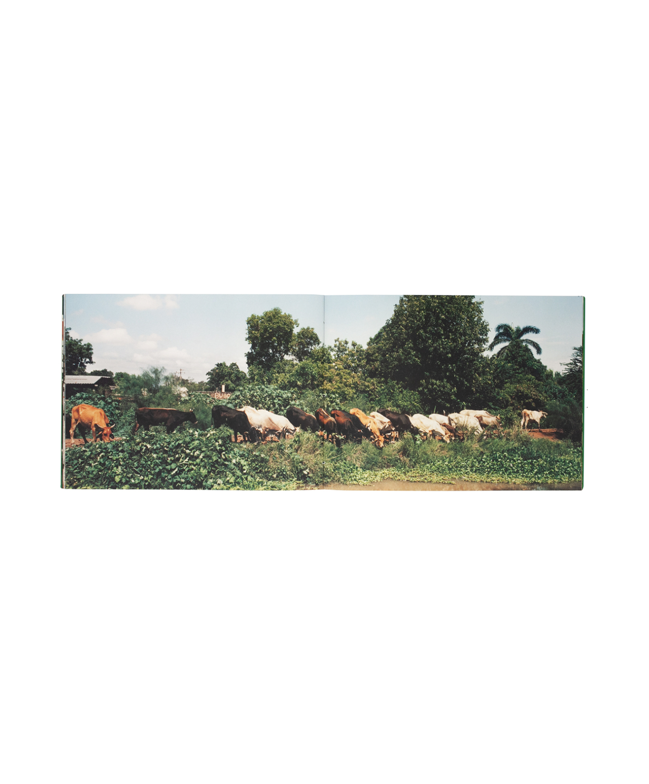 Koji Onaka - Horse & Cactus