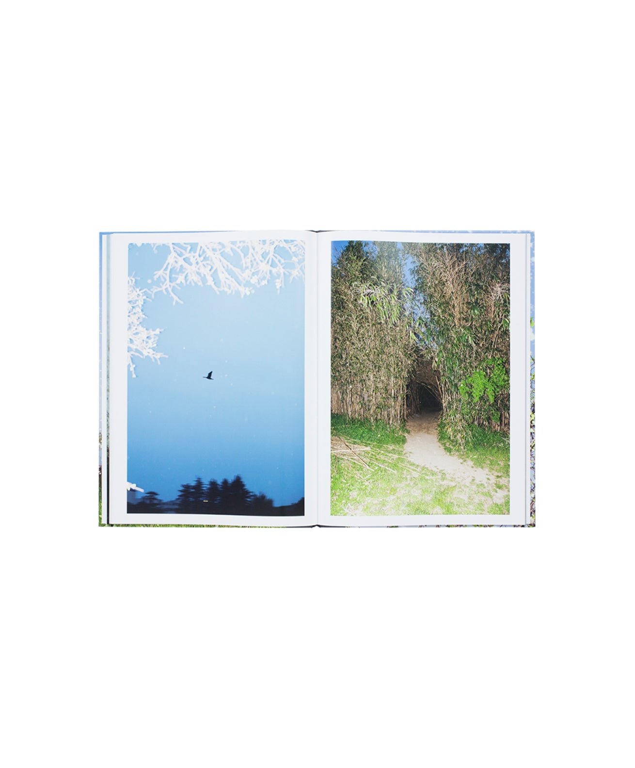 YOSHINORI MIZUTANI - YUSURIKA (SPECIAL EDITION) – Galerie Écho