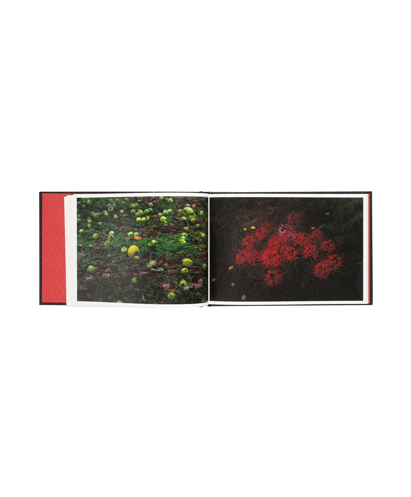 SAKIKO NOMURA - NOCTURNE (SIGNED)