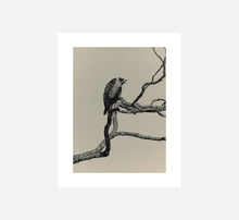 Load image into Gallery viewer, MASAO YAMAMOTO - BIRDS