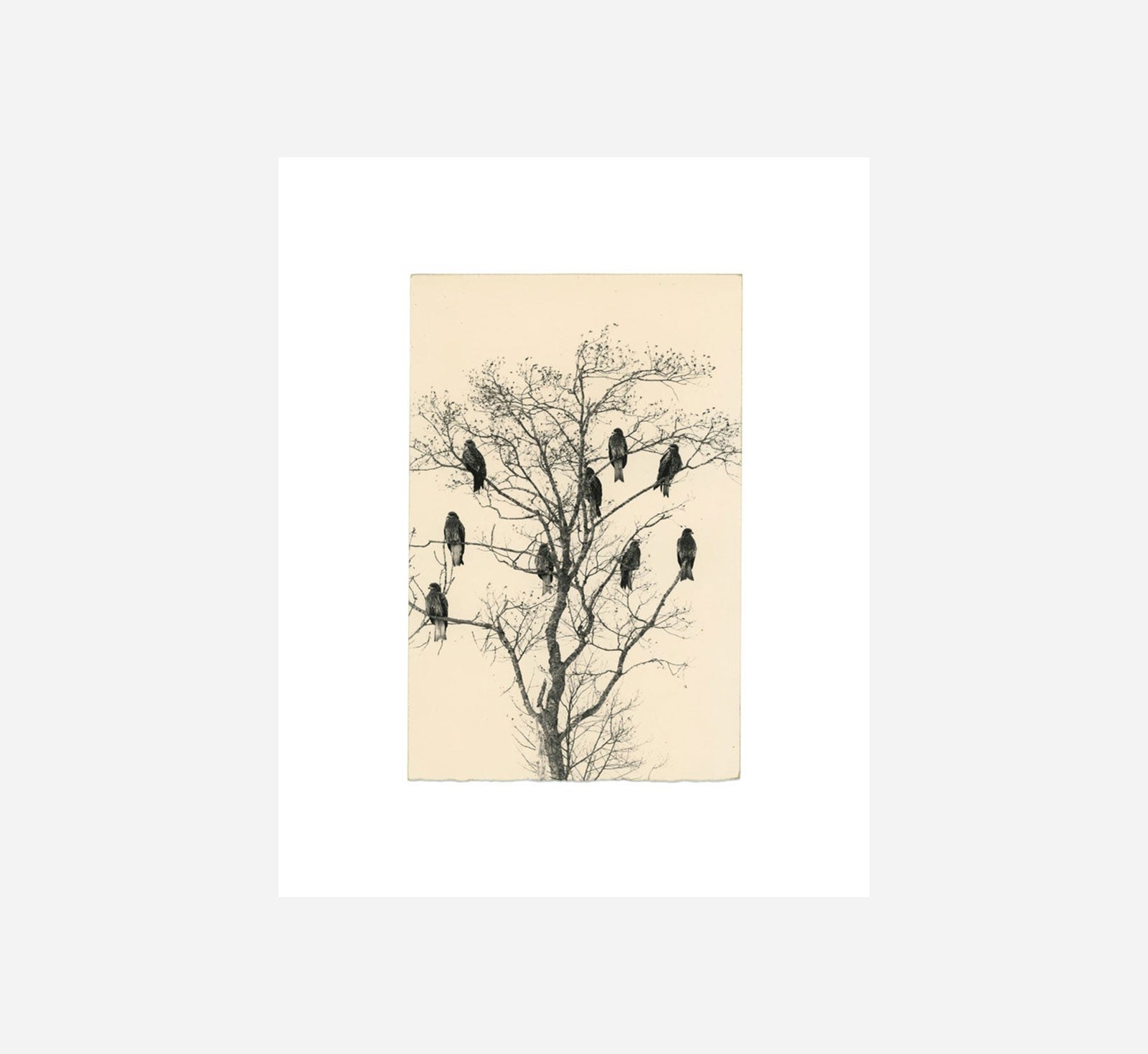FIREWORD - BIRDS