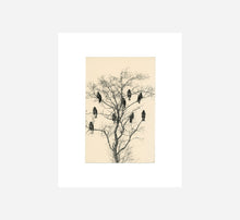 画像をギャラリービューアに読み込む, MASAO YAMAMOTO - BIRDS