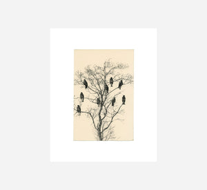 MASAO YAMAMOTO - BIRDS