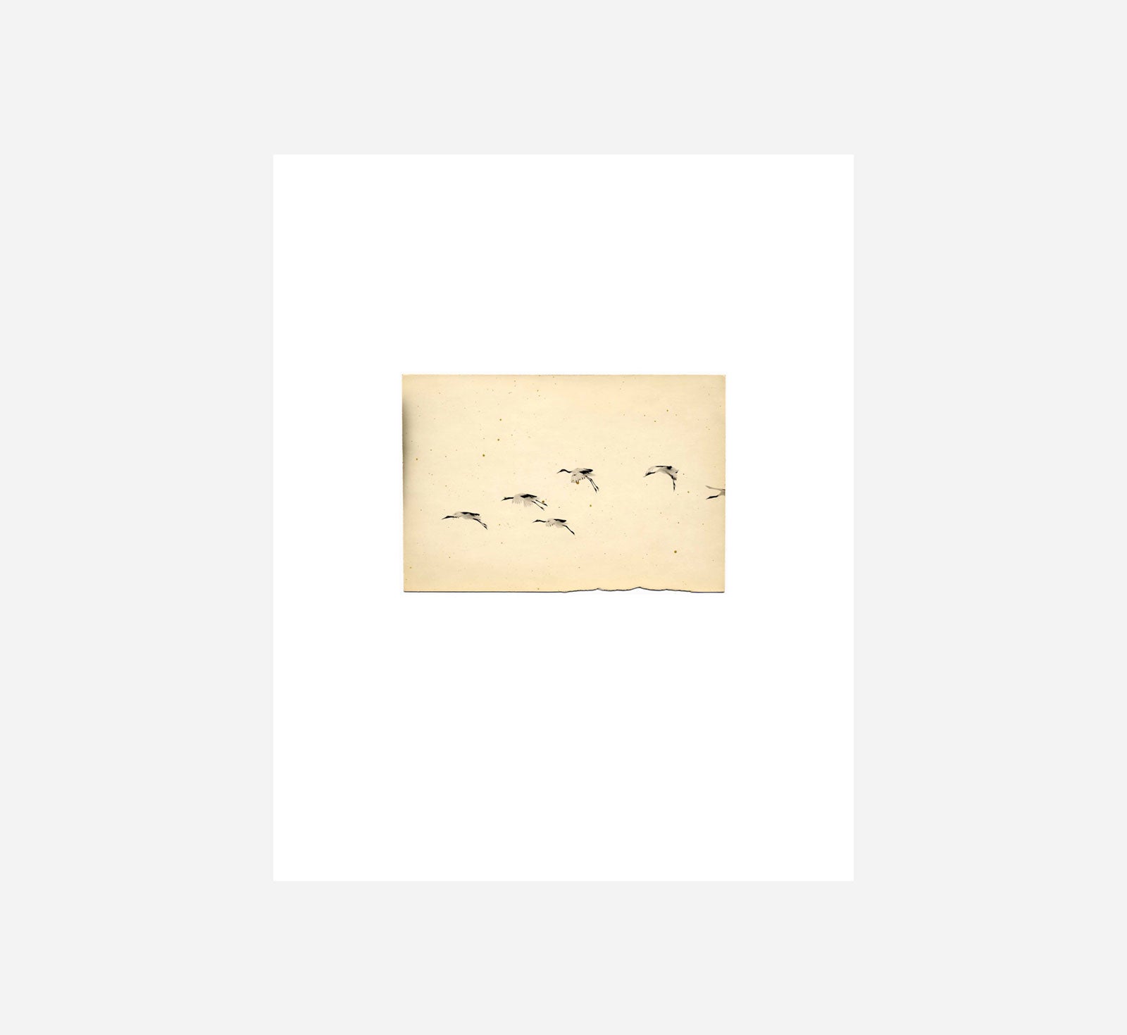 FIREWORD - BIRDS