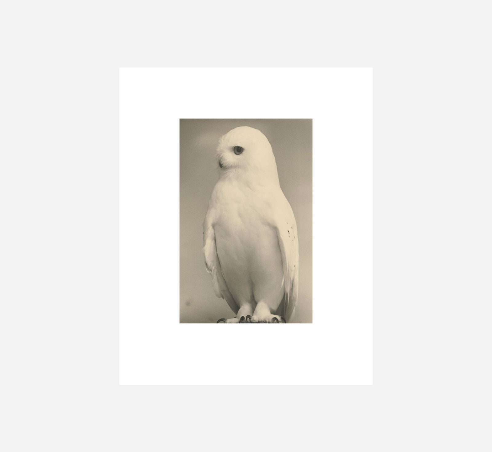 FIREWORD - BIRDS