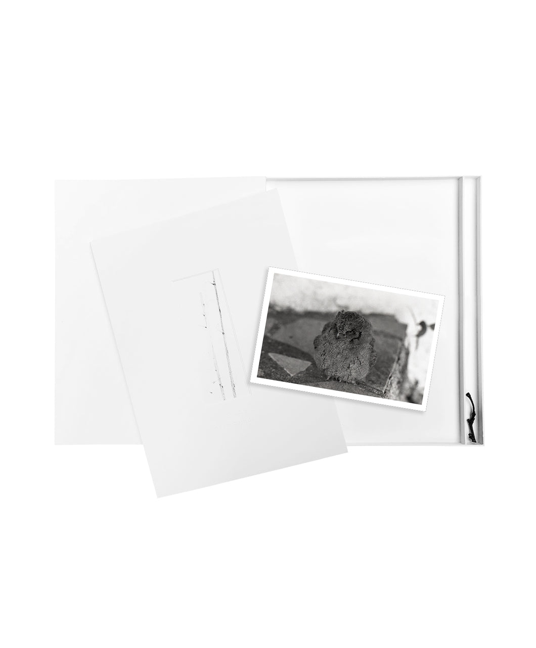 DANA COJBUC - YGGDRASIL (SPECIAL EDITION)